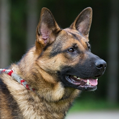 Tito