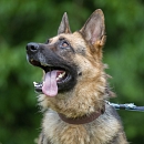 Elli
