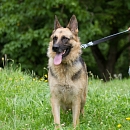 Elli