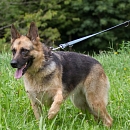 Elli