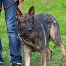 Zaro