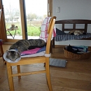 Tigra und Blacky, die beiden "Raubtiere"