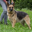 Elli