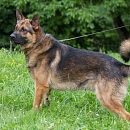 Tito