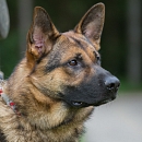Tito