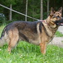 Tito