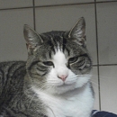 Pako