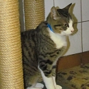 Pako