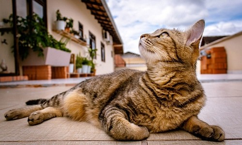 Was sind Freigänger-Katzen?