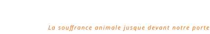 Streunerkatzen - Logo